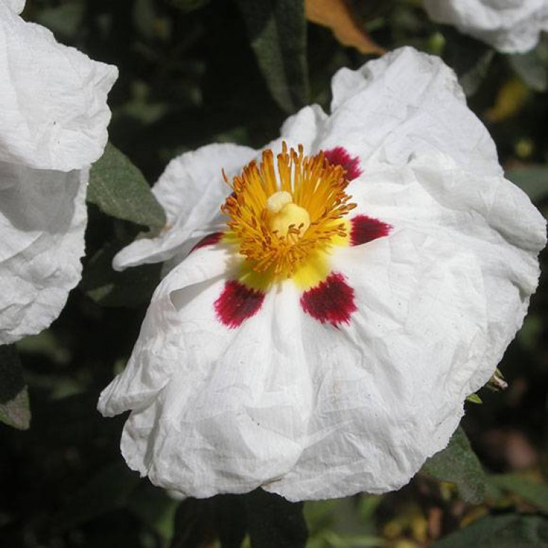 Лабданум. Французский лабданум. Цистус ладанник. Ладанник лабданум. Французский лабданум.